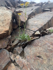 Packera dimorphophylla