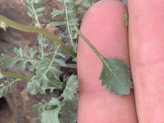 Packera dimorphophylla