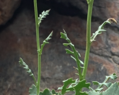 Packera dimorphophylla