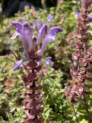 Scutellaria alpina