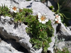 Potentilla clusiana