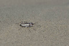 Cicindela limbata
