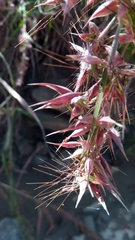 Themeda quadrivalvis image