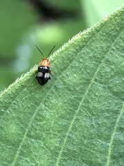 Luperomorpha sasajii