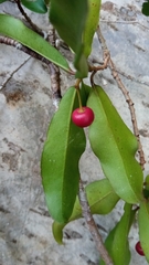 Malpighia emarginata