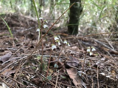 Odontochilus yakushimensis