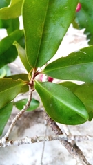 Malpighia emarginata