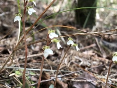 Odontochilus yakushimensis