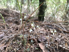 Odontochilus yakushimensis