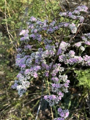 Goniolimon speciosum