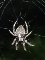 Araneus
