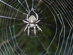 Araneus