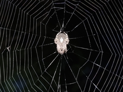 Araneus