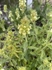 Sideritis hyssopifolia