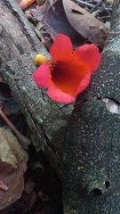 Fernandoa madagascariensis