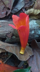 Fernandoa madagascariensis