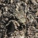 Stephanopis altifrons - Photo 由 Ian McMaster 所上傳的 (c) Ian McMaster，保留部份權利CC BY-NC