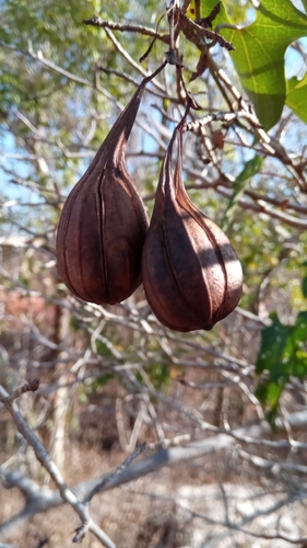 Aristolochia albida image