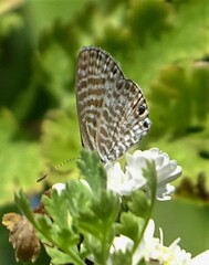 Leptotes marina