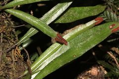 Pyrrosia confluens