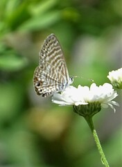 Leptotes marina