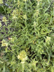 Sideritis hyssopifolia