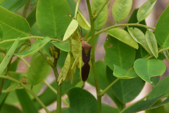 Homoeocerus walkerianus