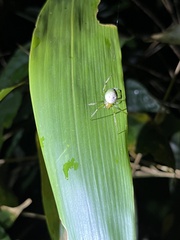 Aoaraneus