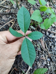 Asclepias variegata