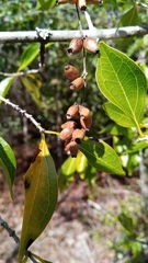 Strychnos madagascariensis