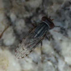 Paroedopa punctigera