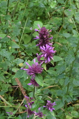 Agastache palmeri