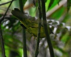 Myiothlypis coronata