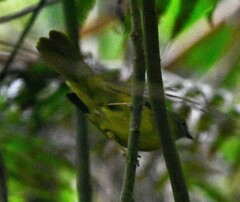 Myiothlypis coronata
