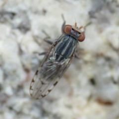 Paroedopa punctigera