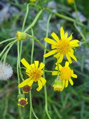 Senecio inaequidens