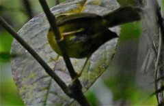 Myiothlypis coronata
