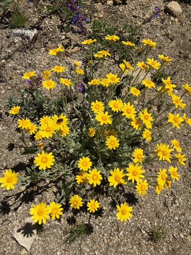 Eriophyllum lanatum var. lanceolatum
