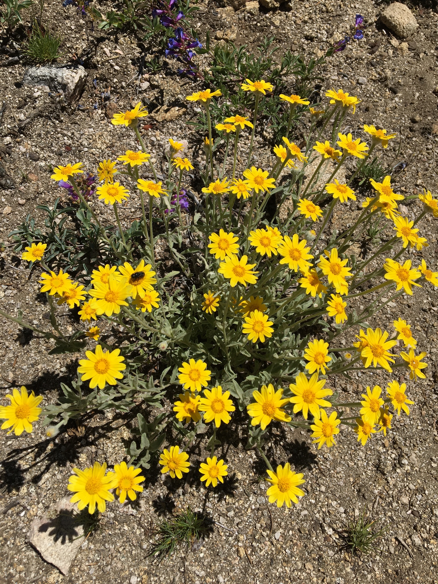 Eriophyllum lanatum var. lanceolatum