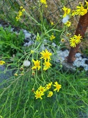 Senecio inaequidens