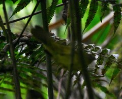 Myiothlypis coronata