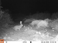 Bunolagus monticularis