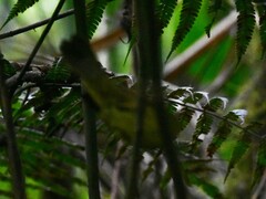 Myiothlypis coronata