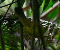 Myiothlypis coronata