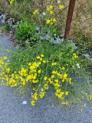 Senecio inaequidens