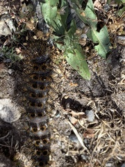 Hemileuca eglanterina