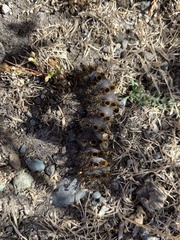 Hemileuca eglanterina