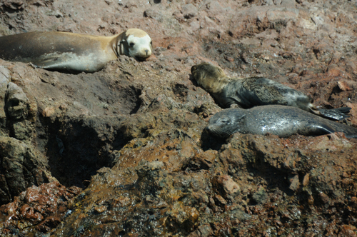 Guadalupe Fur Seal