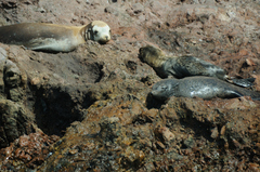 Arctocephalus townsendi