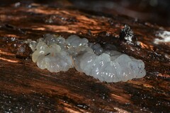 Tremella globispora